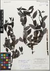 Foto von Salix myrsinifolia Salisb.